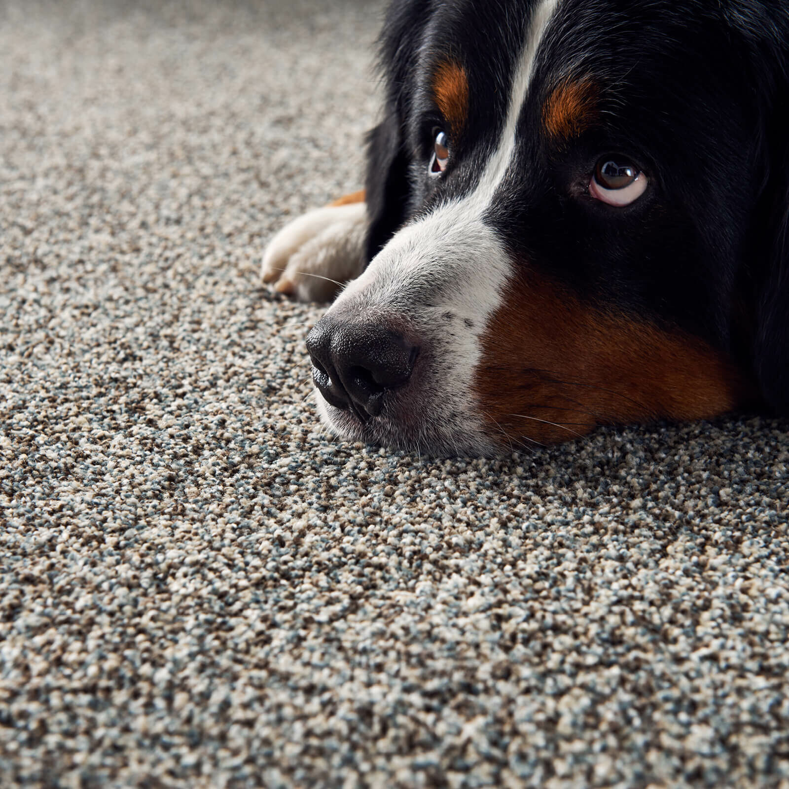 Pet on carpet floor | McCool's Flooring